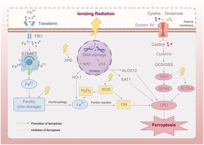 Ferroptosis: a new perspective on the pathogenesis of radiation-induced cataracts